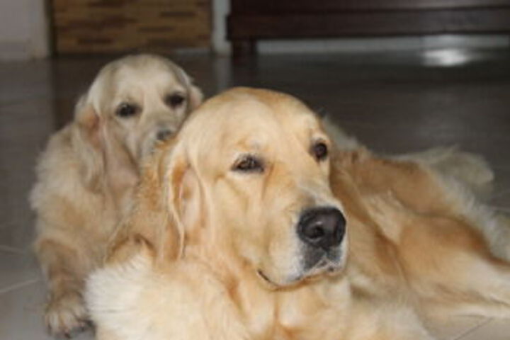 Pet Friendly 175 of 191