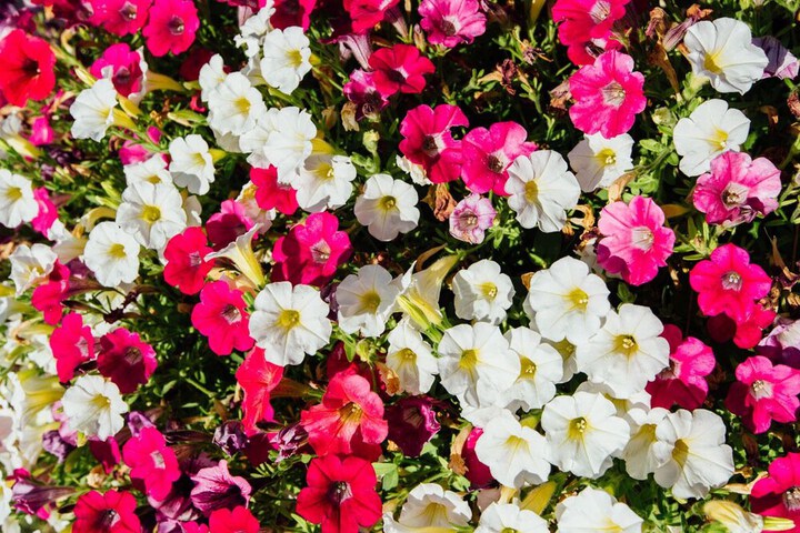 Hotel Exterior 51 of 78