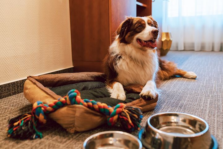 Pet-friendly