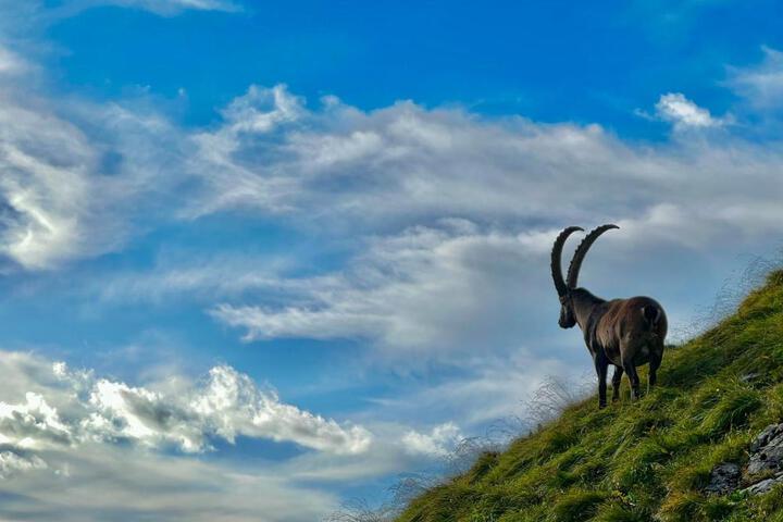 General 51 of 81