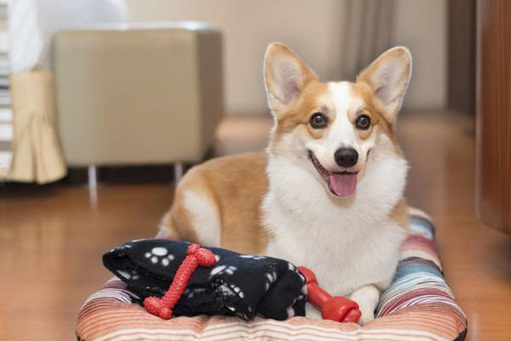 Pet Friendly 48 of 72