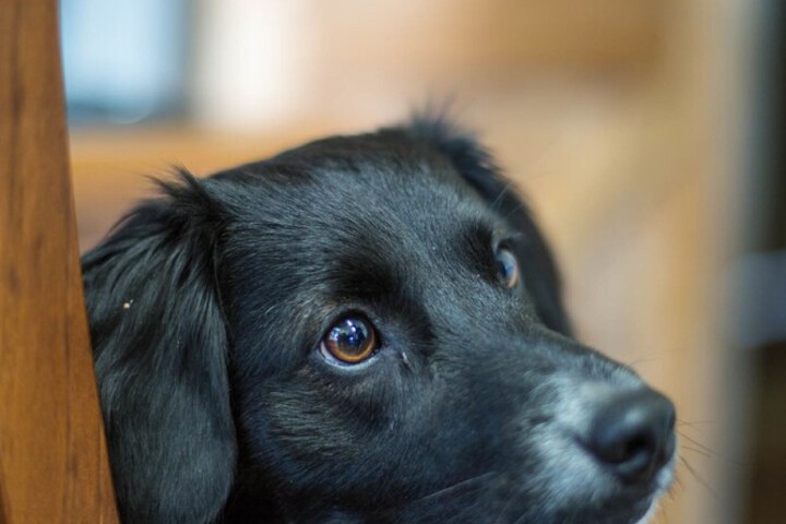 Pet Friendly 29 of 39