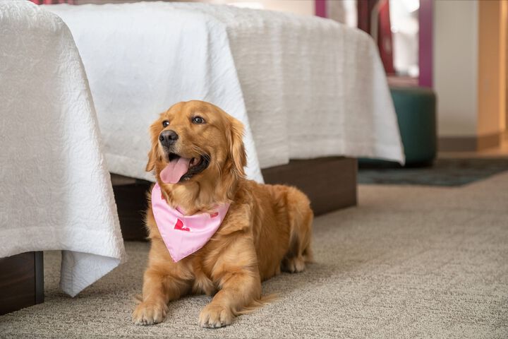 Pet-friendly