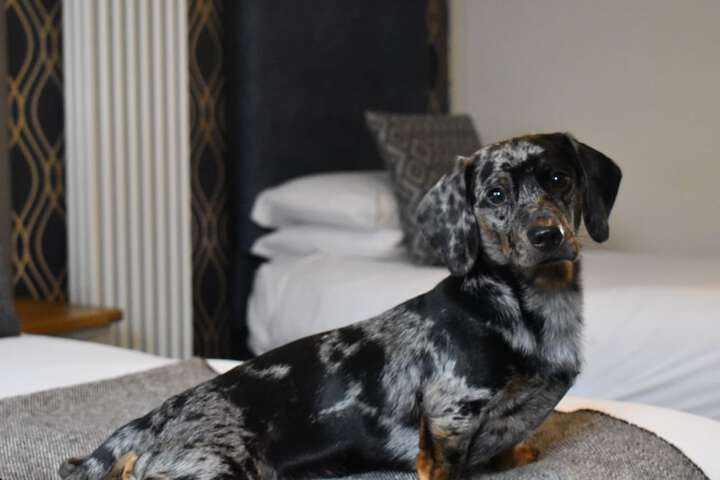 Pet Friendly 48 of 77