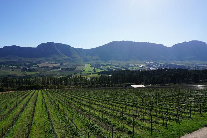 Vineyard
