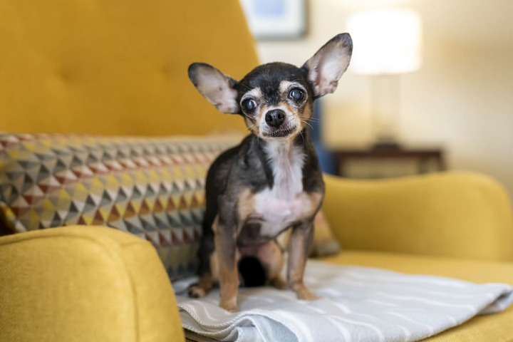 Pet-friendly