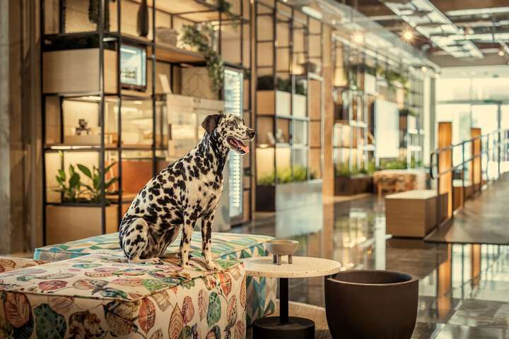 Pet Friendly 35 of 63