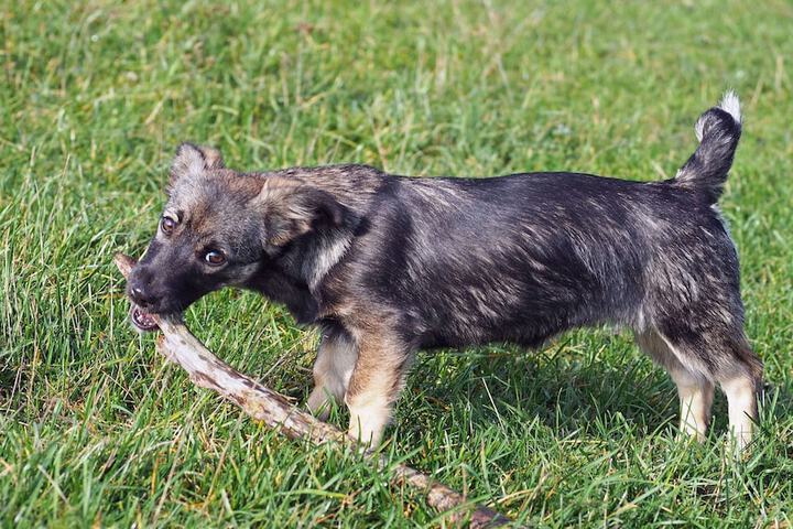 Pet Friendly 19 of 28