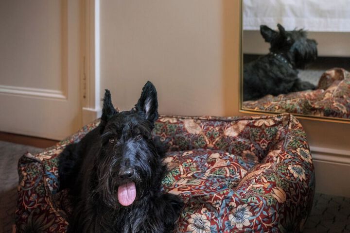 Pet Friendly 37 of 67