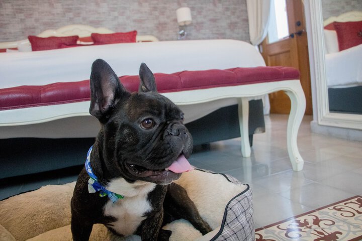 Pet Friendly 65 of 93