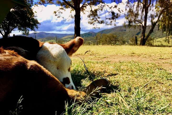 Pet Friendly 12 of 29