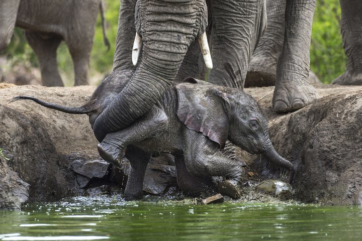 Game viewing