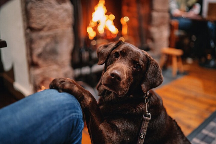 Pet Friendly 105 of 178