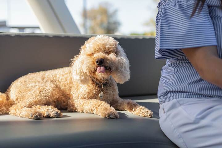Pet Friendly 63 of 106