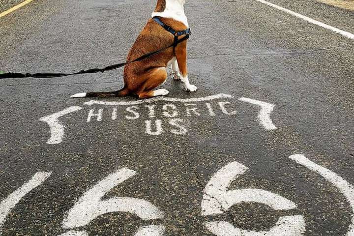 Pet Friendly 31 of 52