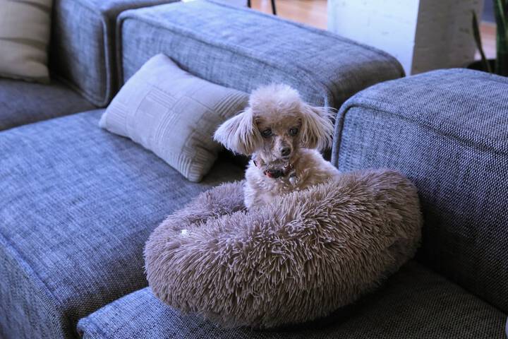 Pet Friendly 34 of 93