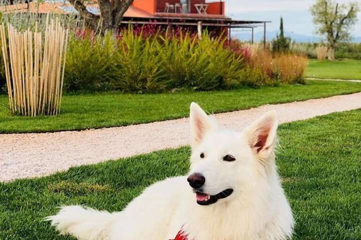 Pet Friendly 28 of 37