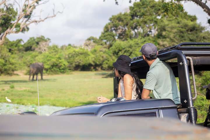 Safari