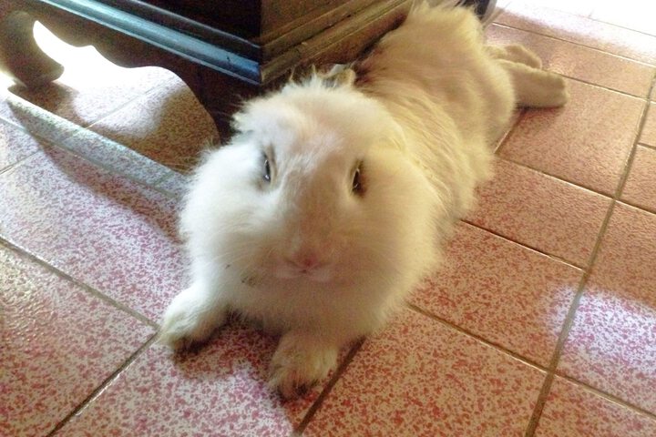 Pet Friendly 93 of 161