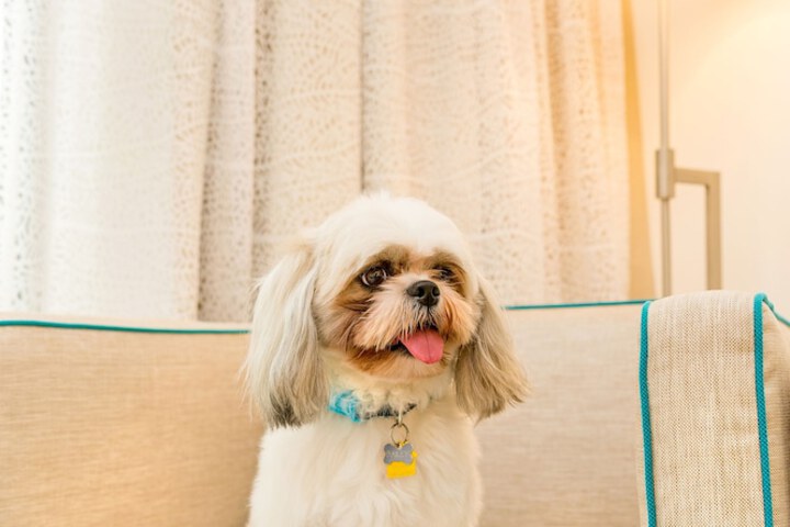 Pet Friendly 181 of 293