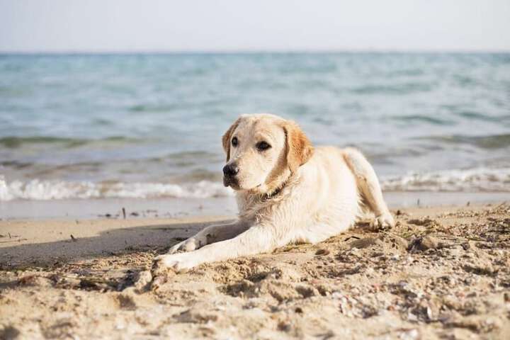 Pet-friendly