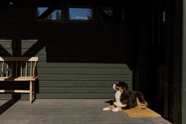 Pet Friendly 61 of 87