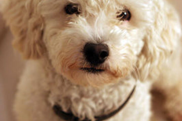 Pet Friendly 13 of 13