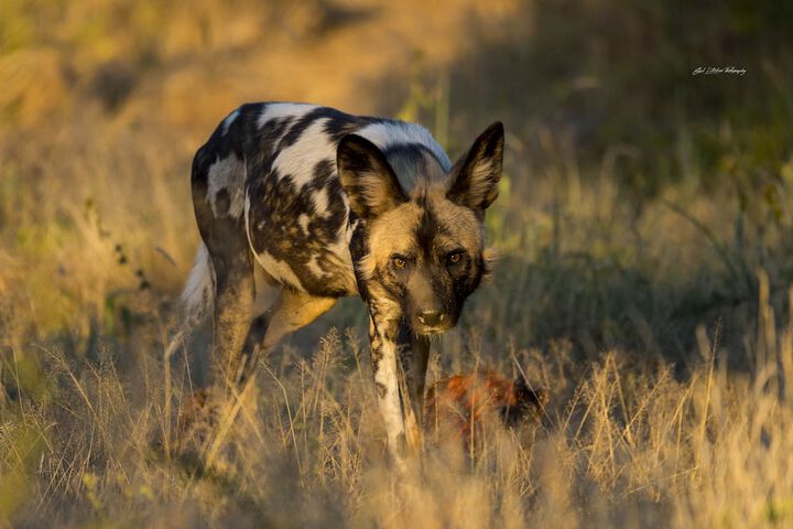 Game viewing