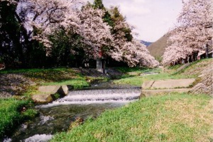 [Sightseeing around] Cherry blossoms on the Kannonji River