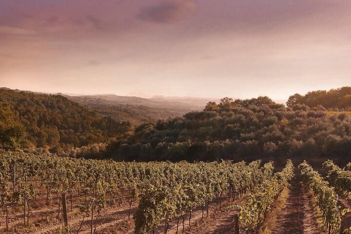 Vineyard