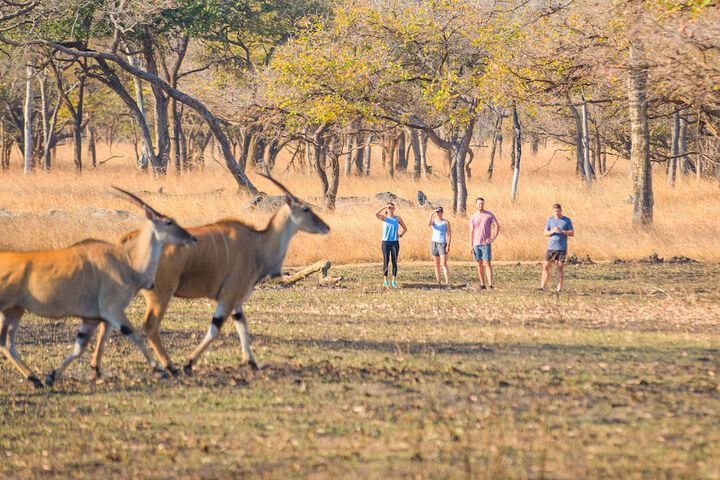 Game viewing