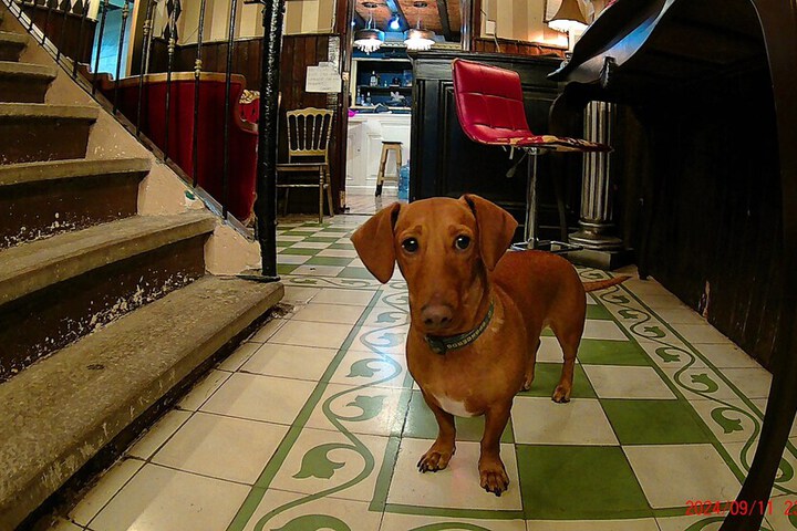 Pet Friendly 133 of 152