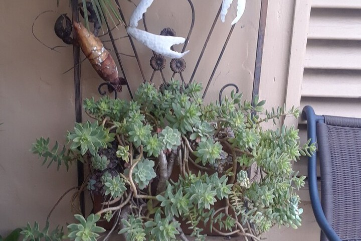 Terrace/Patio 42 of 82