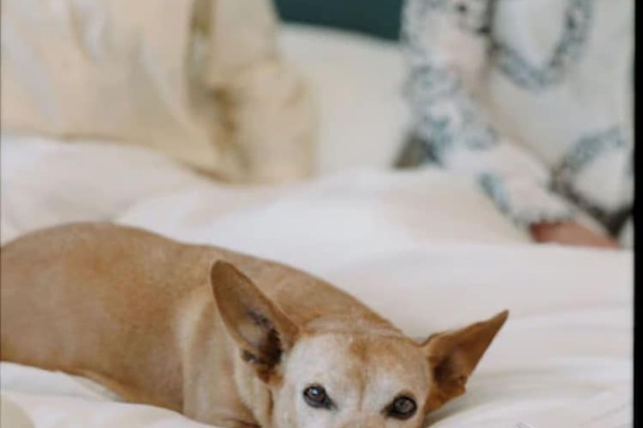 Pet-friendly