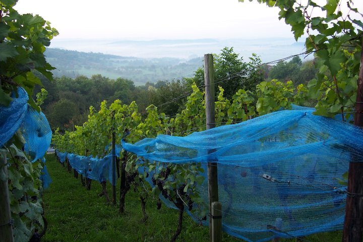 Vineyard