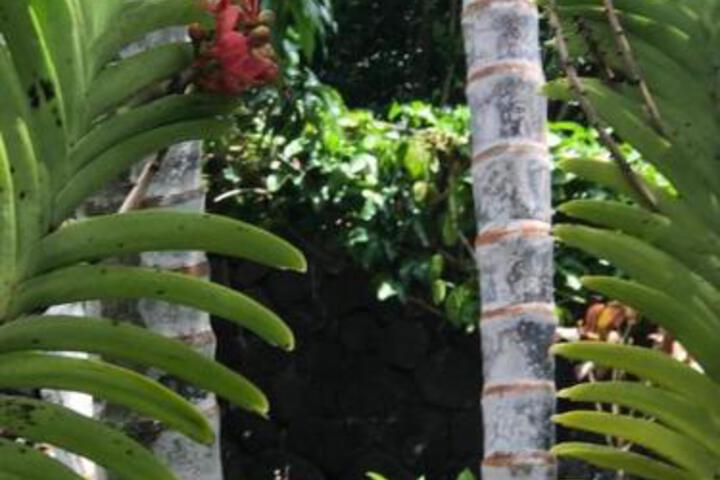house with Pool and Gardens in Kailua-Kona, HI