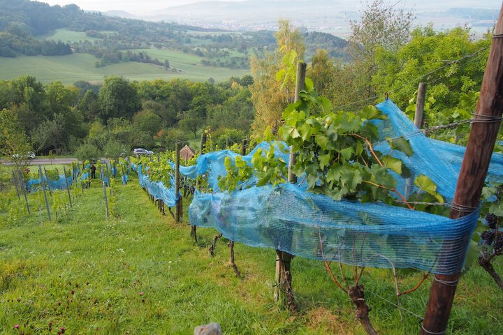 Vineyard
