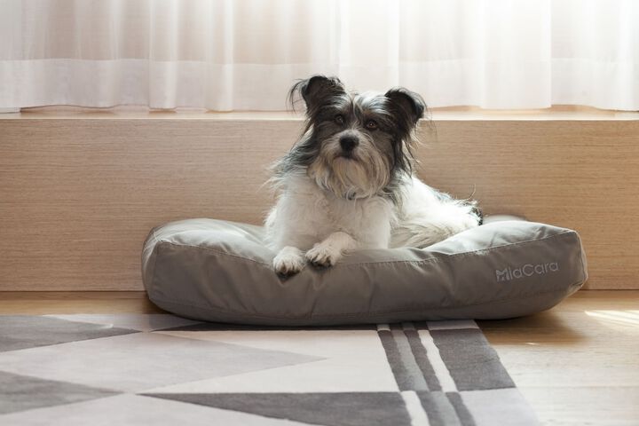Pet Friendly 76 of 121