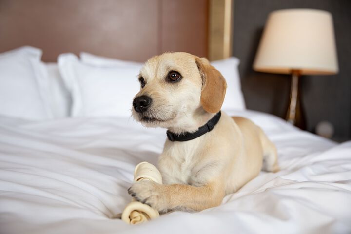 Pet-friendly