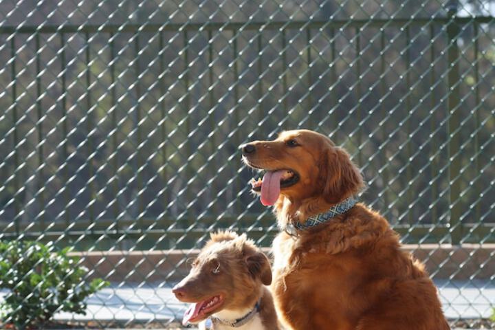 Pet-friendly amenities