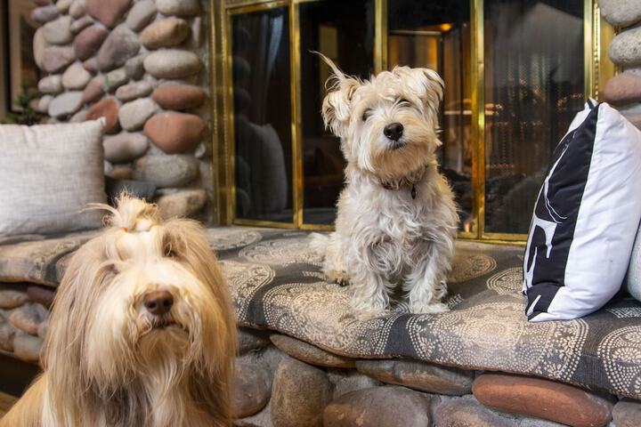 Pet Friendly 42 of 64