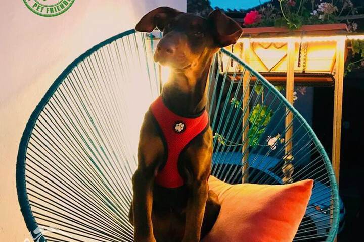 Pet Friendly 31 of 39