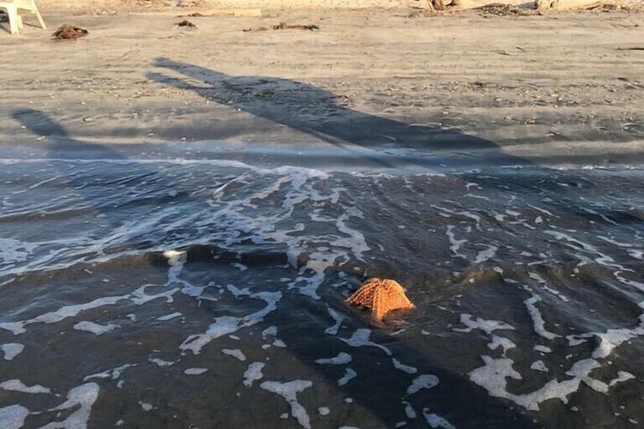 Beach 39 of 83