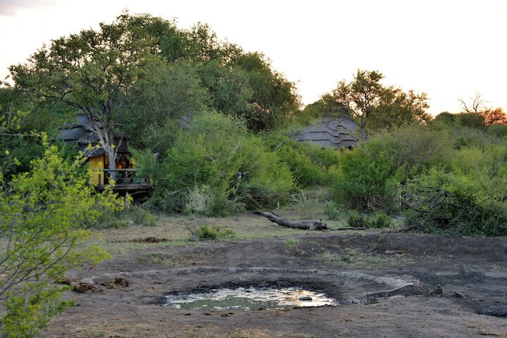 Safari
