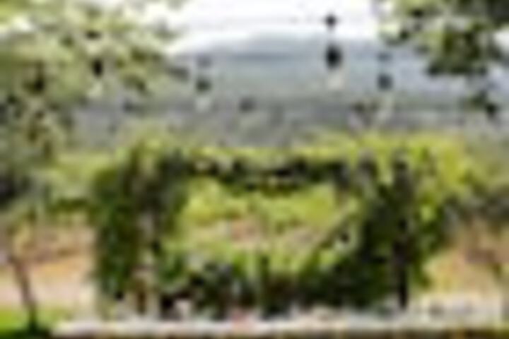 Outdoor wedding area