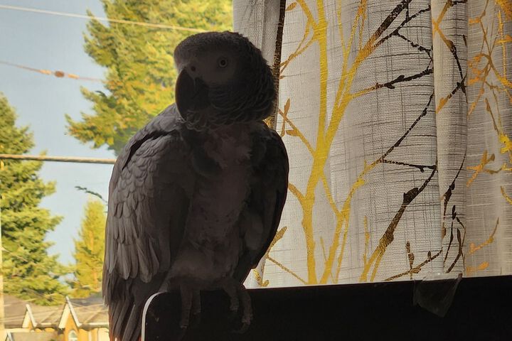 Pet Friendly 85 of 109