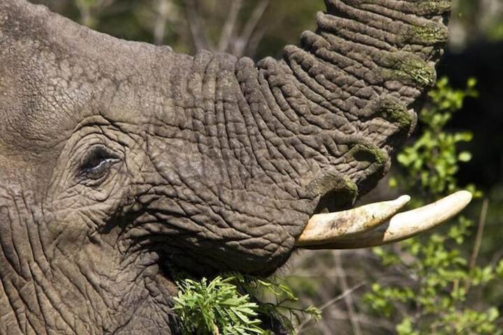 Game viewing
