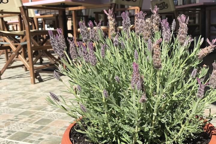 PETIT NORMANDI BISTRO & PANZIO