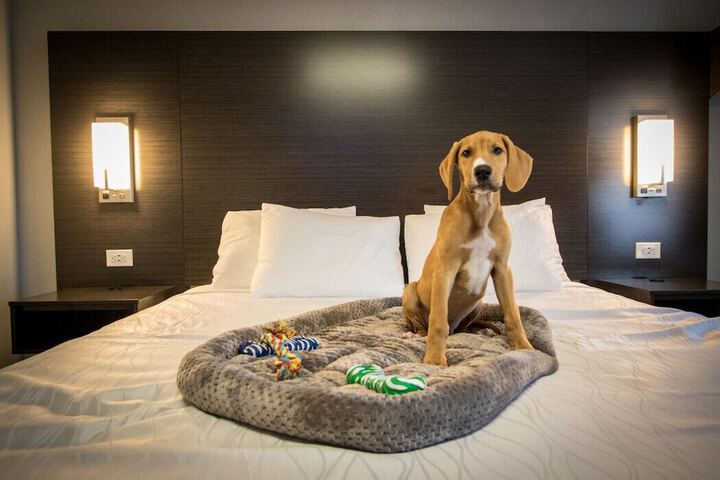 1 King Bed Pet Friendly Accessible (61 of 90)