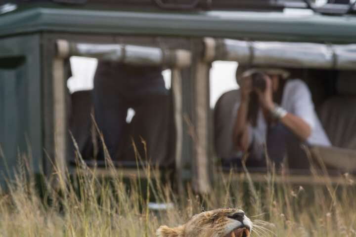Safari